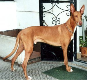 Kelb-tal_Fenek_216