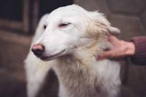 Shelter for homeless dogs
