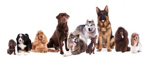 Group of dogs