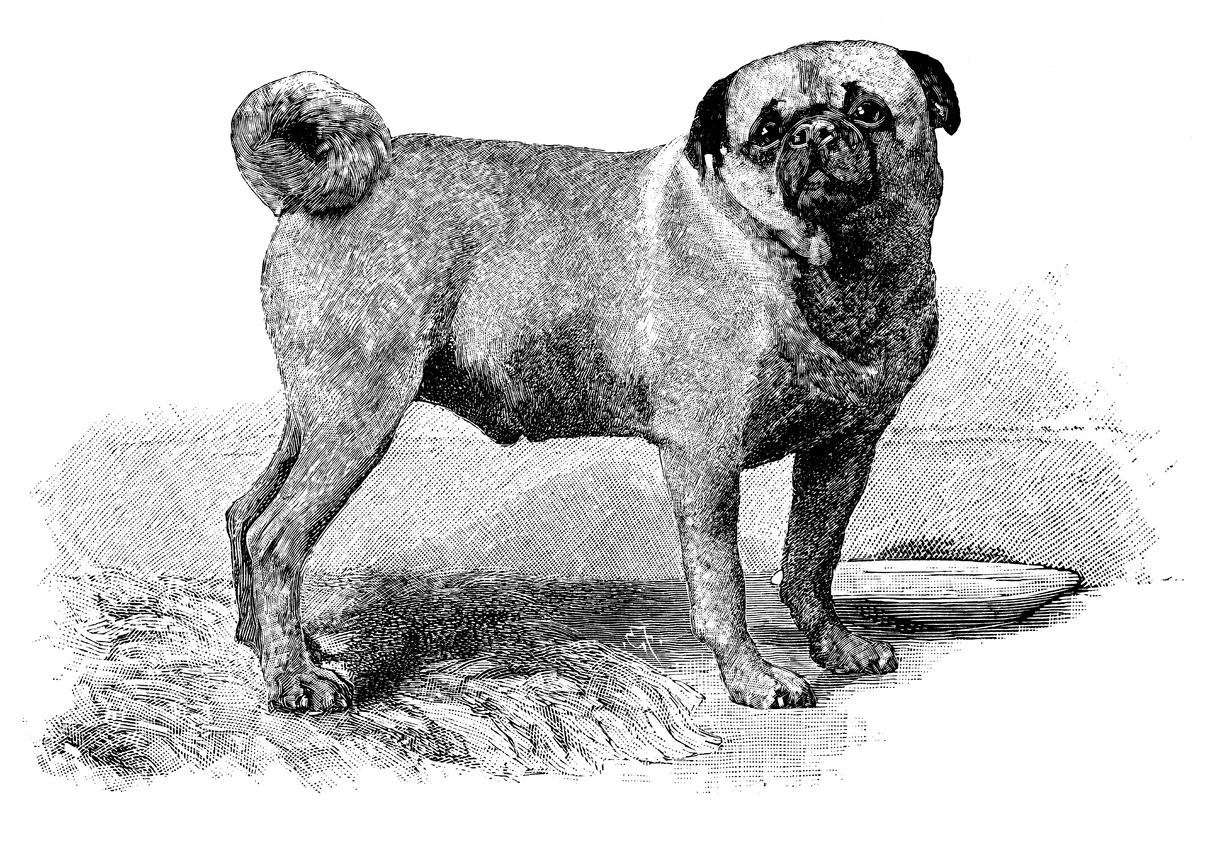 Hundar – Hundens historia
