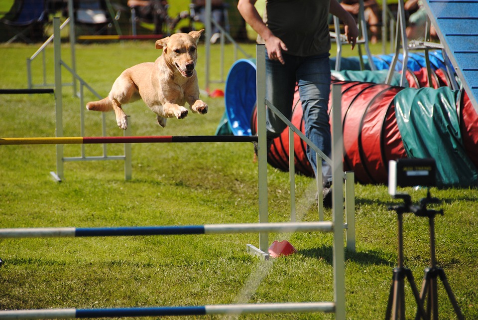Hundsport