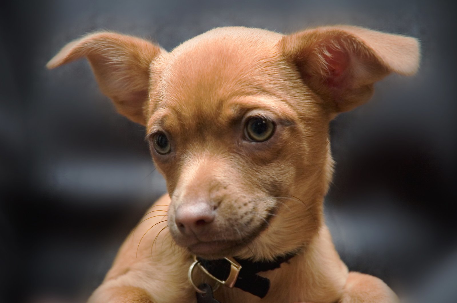 Att uppfostra sin valp till en väldresserad hund