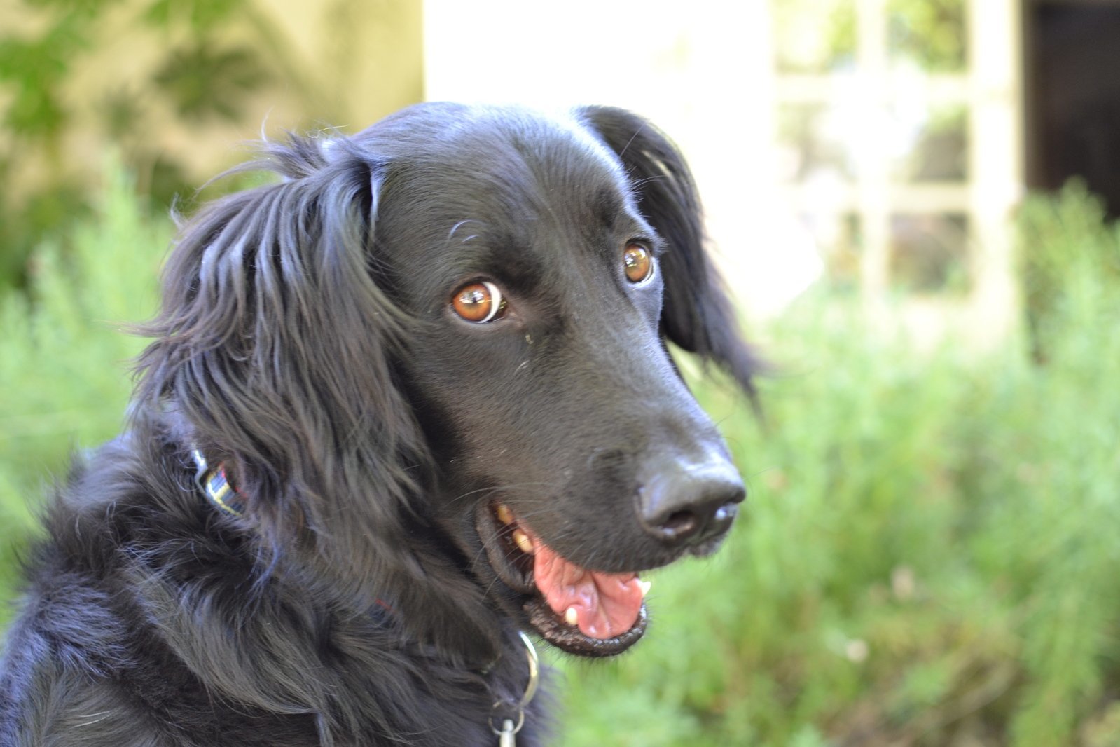 Ha en fin sommar med hunden