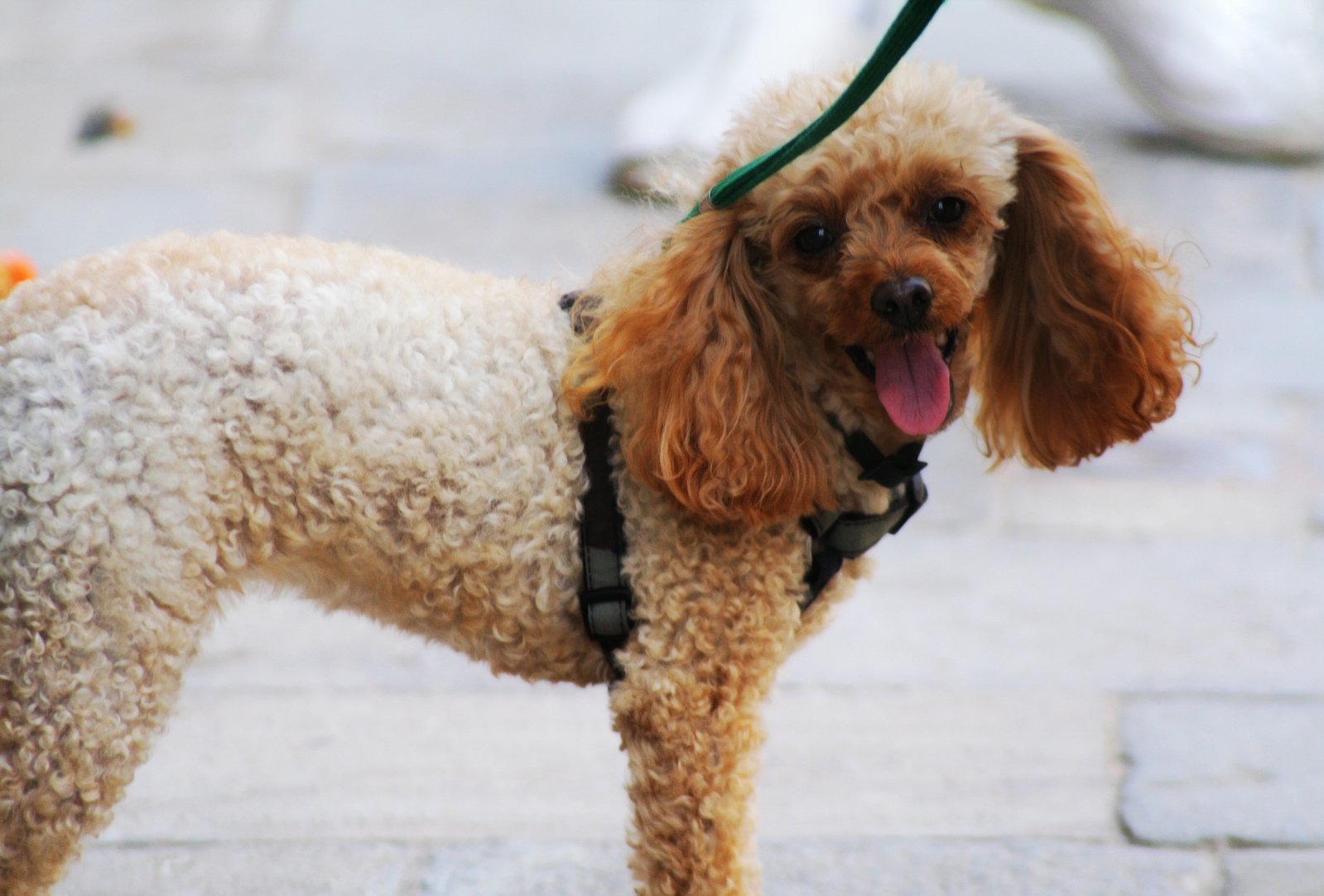 Starta en hundsalong
