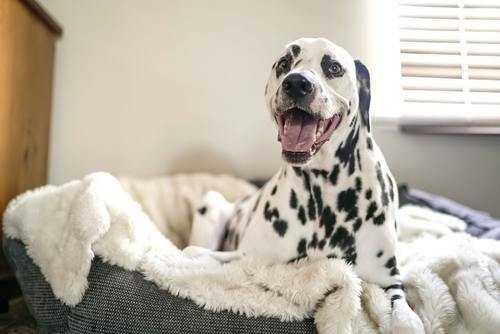 Skapa en mysig och trygg plats åt din hund