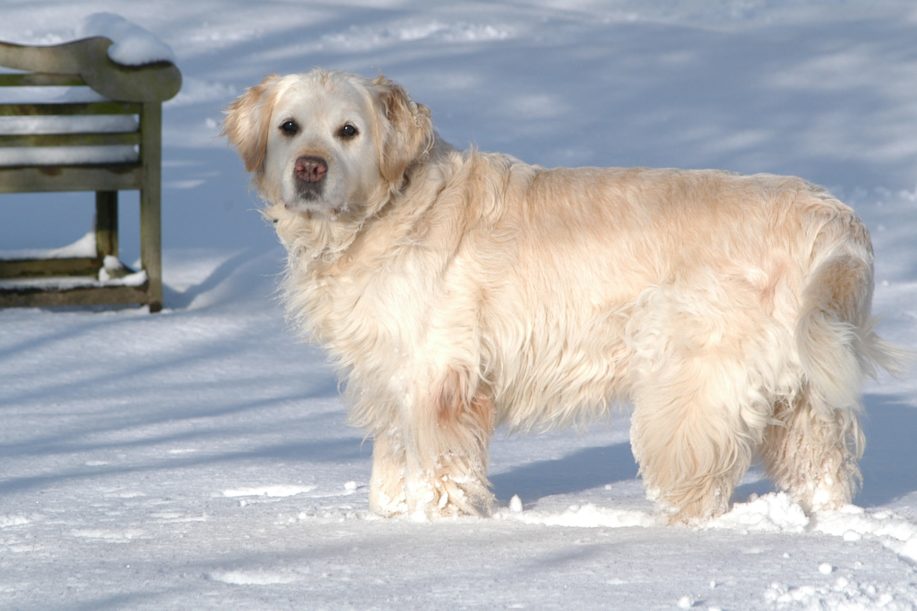 Förbered dig och din hund inför vintern